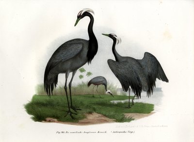 Demoiselle Crane by German School